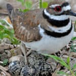 Killdeer