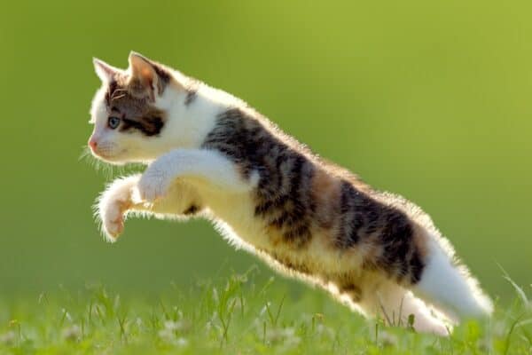 Kitten jumping and playing in a meadow.