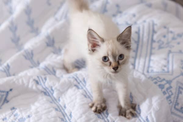 Adorable White and Tan Kitten Playing on Soft Bed.
