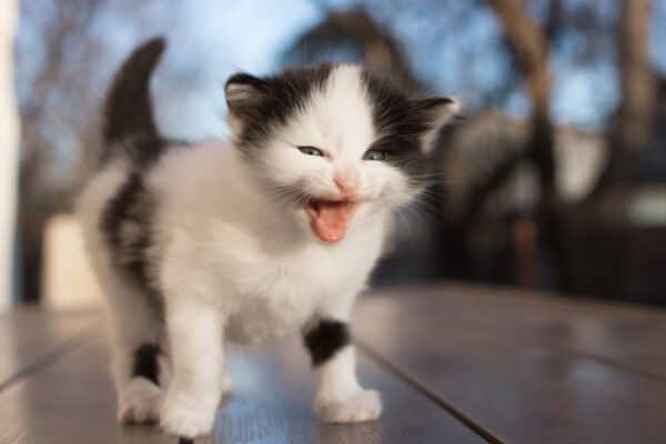 Cute black and white kitten mewing.