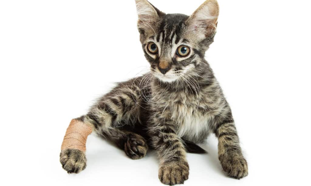 Kitten with an injured, bandaged back leg on a white background