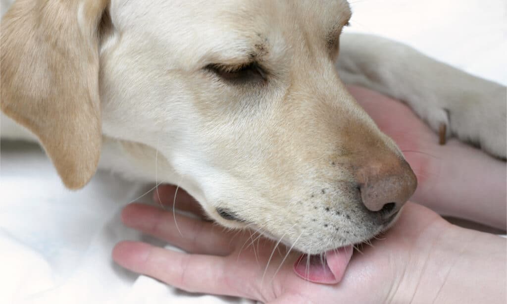 A yellow lab licks its owner's hand