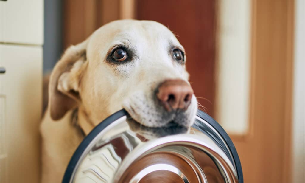 A hungry yellow Labrador retriever holding an empty bowl in its mouth