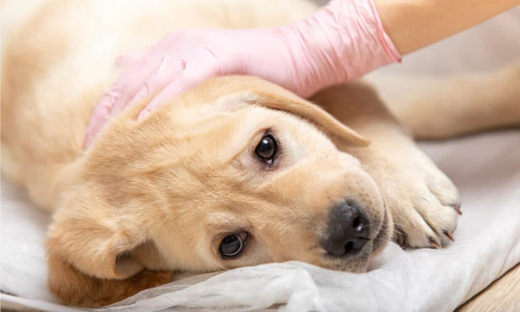 dogs who drip blood after pooping may feel very sick