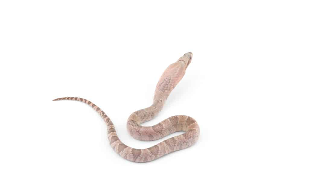 Lavender false water cobra on white background