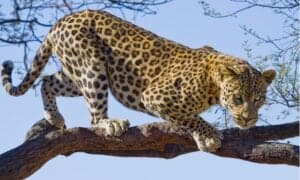 Leopard Carrying More Than His Body Weight Tumbles Out of a Tree And Lands On a Hyena Picture
