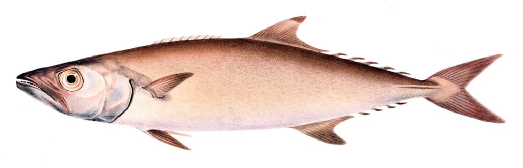 Escolar Fish