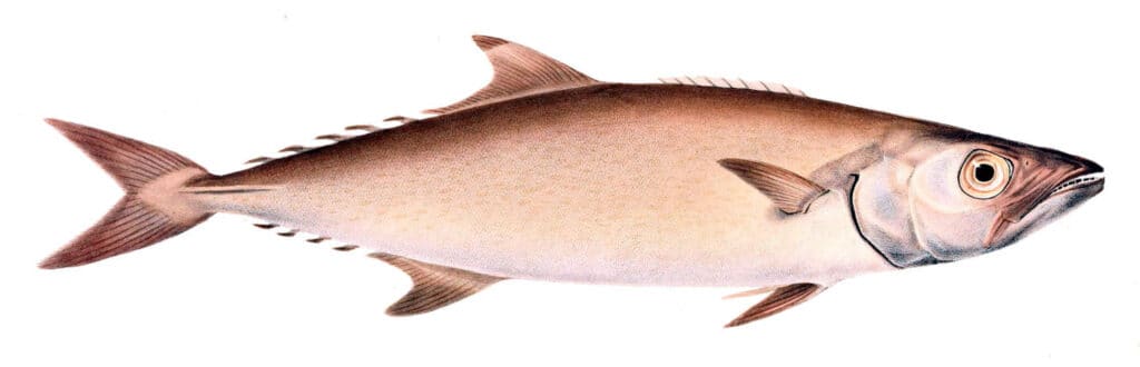 Escolar Fish