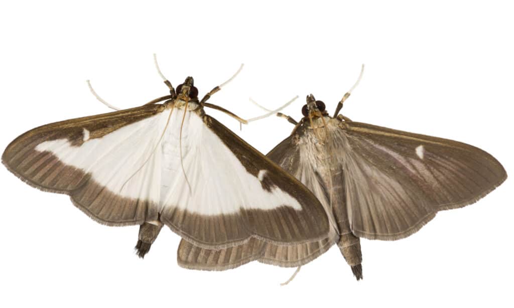 Lighter and darker box tree moths on white background