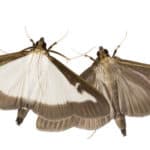 Box tree moth