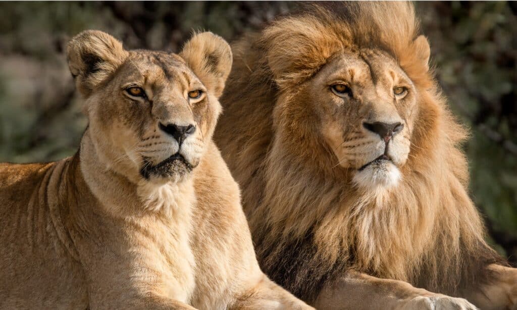 african tiger and lion