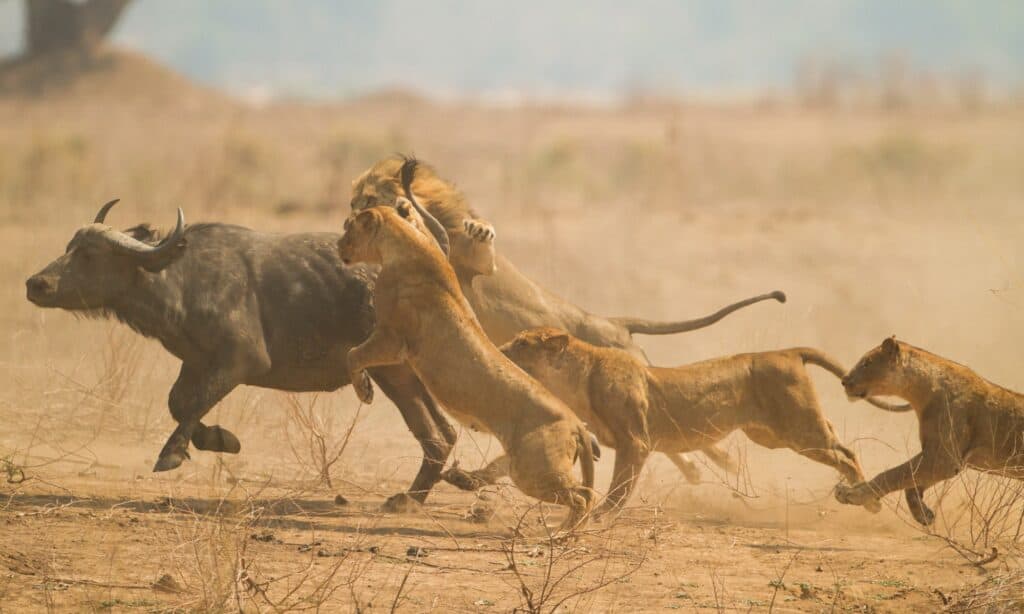 African buffalo (Syncerus caffer) caught by a lion (Panthera leo).