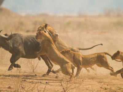 A Watch This Embattled Buffalo Call In His Friends for Help and Turn the Tables on 7 Vicious Lions