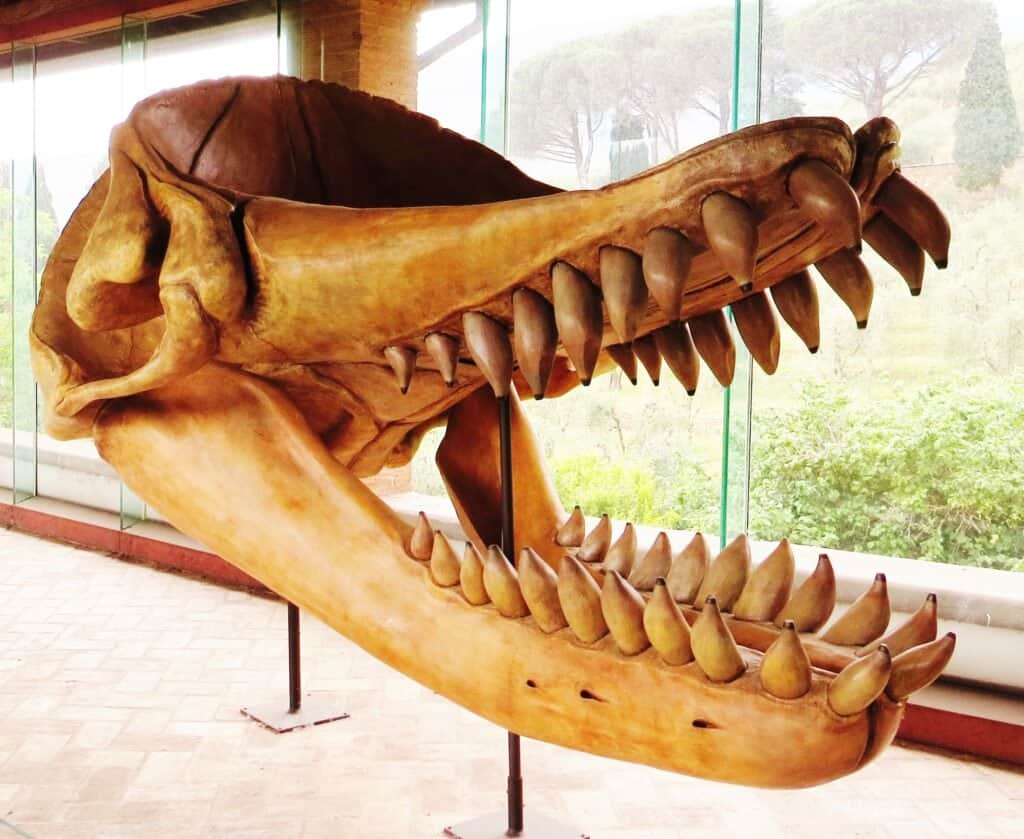 The reconstructed skull of Livyatan. It boasts the largest biting teeth (excluding tusks) of any discovered animal.