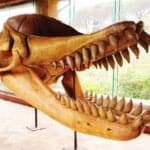 Giant macropredatory sperm whale