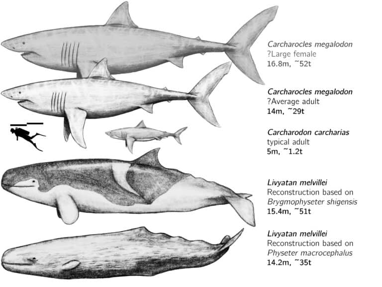Size comparison between two possible restorations of the stem physeteroid L. melvillei and the Lamniform C. megalodon.