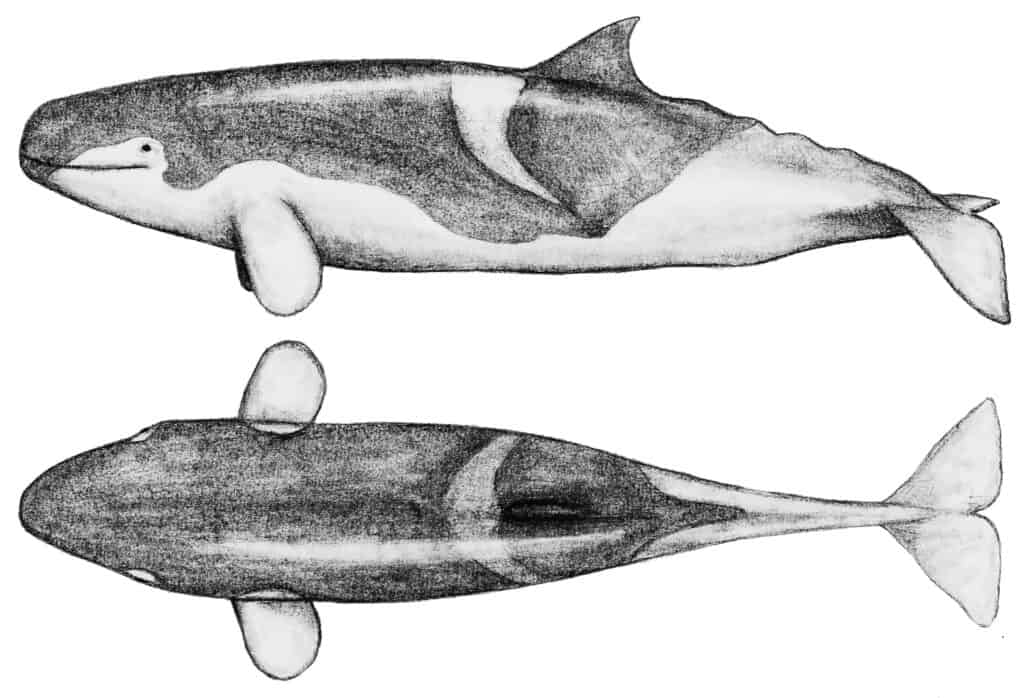 Multiview life reconstruction of the giant Miocene stem-physeteroid Livyatan melvillei based on the related species Brygmophyseter shigensis.