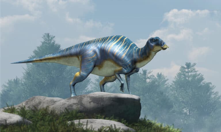 Maiasaura, a hadrosaur, on boulders atop a hill. This duck billed dinosaur, now extinct, was an herbivore that lived during the cretaceous period.