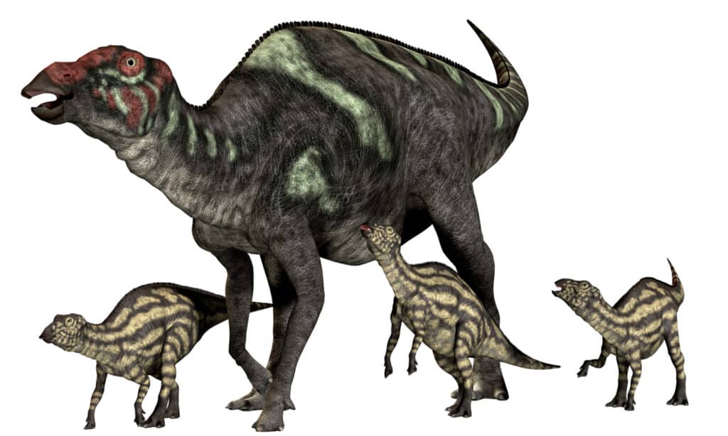Maiasaura was a duck-billed herbivorous dinosaur that lived in Montana, USA in the Cretaceous Era. Scientists believe that Maiasaura was a good mother that cared for her young.