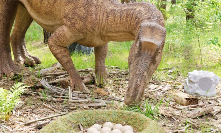 Model of Maiasaura with a clutch of eggs.
