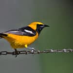 Hooded Oriole