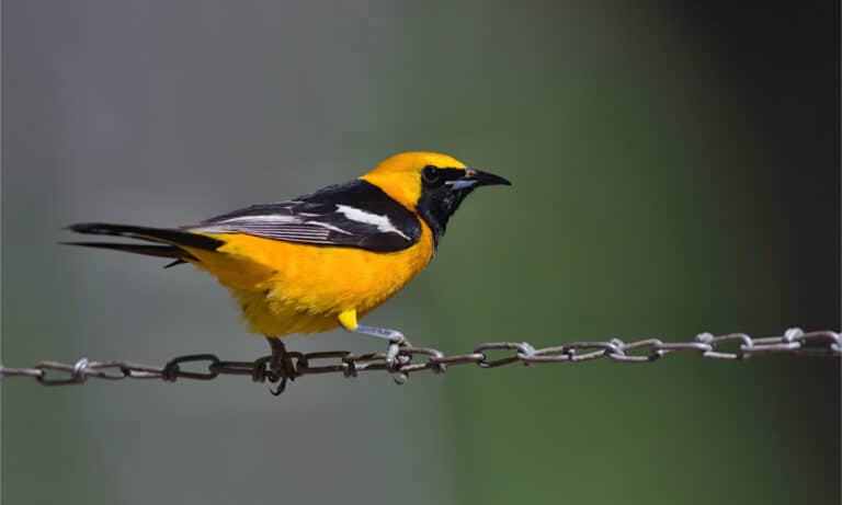 Male hooded oriole sitting on a chain