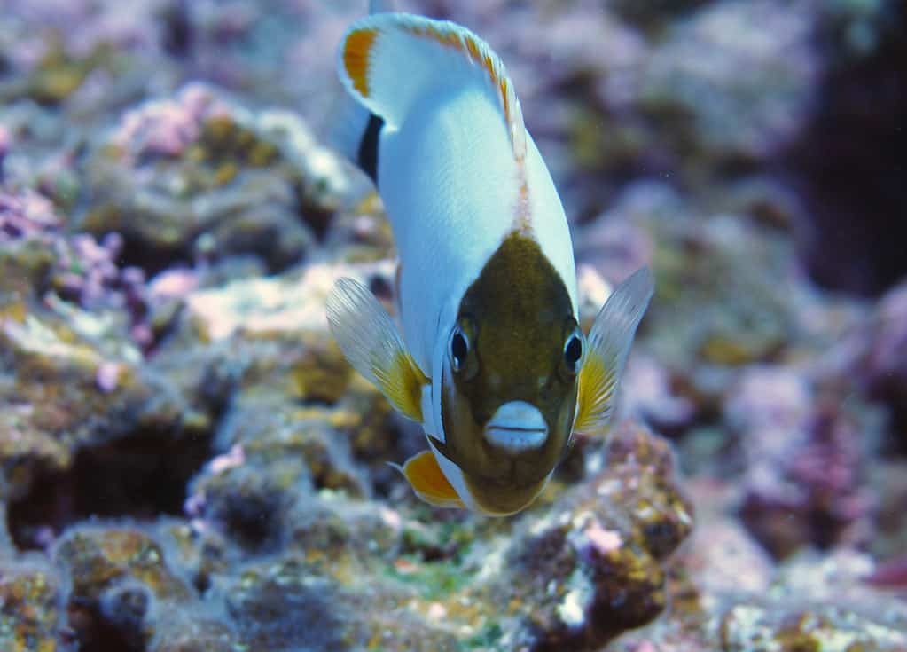 A male masked angelfish from the front