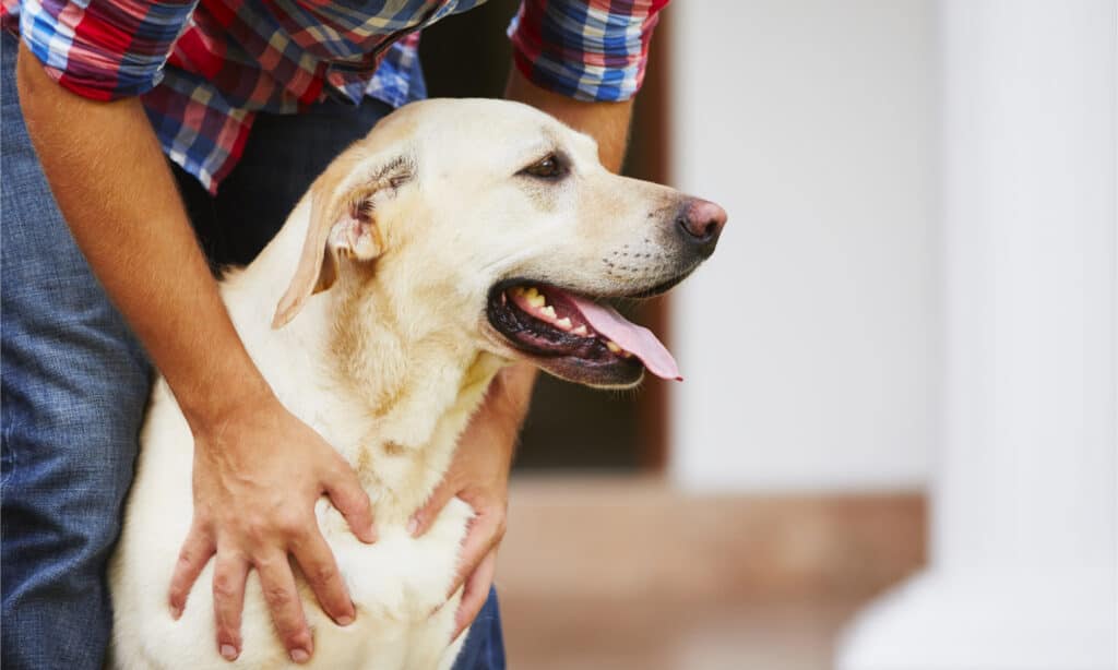 A man rubbing his yellow lab's chest