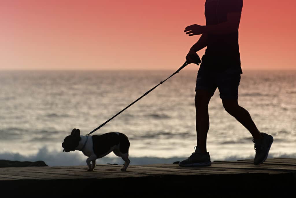 Мужчина выгуливает собаку на пляже в сумерках