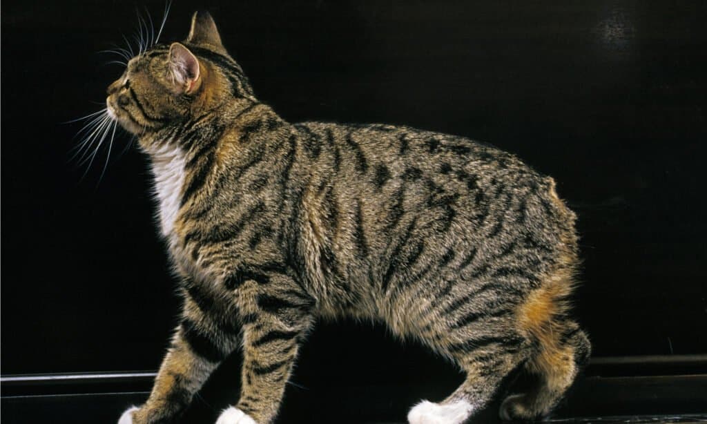 Manx cat on black background