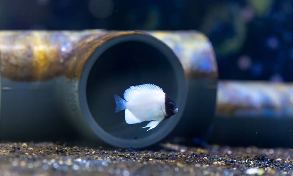 Masked Angelfish