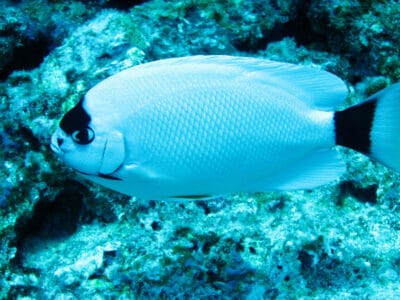 Masked Angelfish Picture