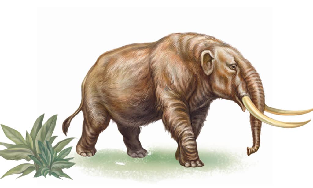 Illustration d'un mastodonte sur fond blanc