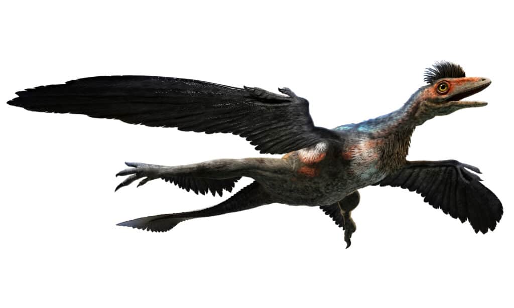 Microraptor 3D illustration on a white background