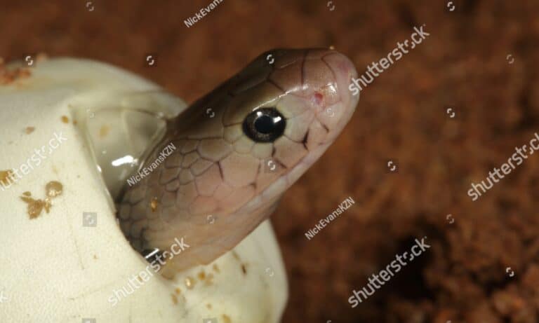 Venomous Mozambique Spitting Cobra hatching from its egg.