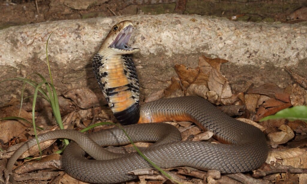The Mozambique spray cobra has a tan-black upper body of slate gray, blue, olive, or tawny, while its scales have black edges.