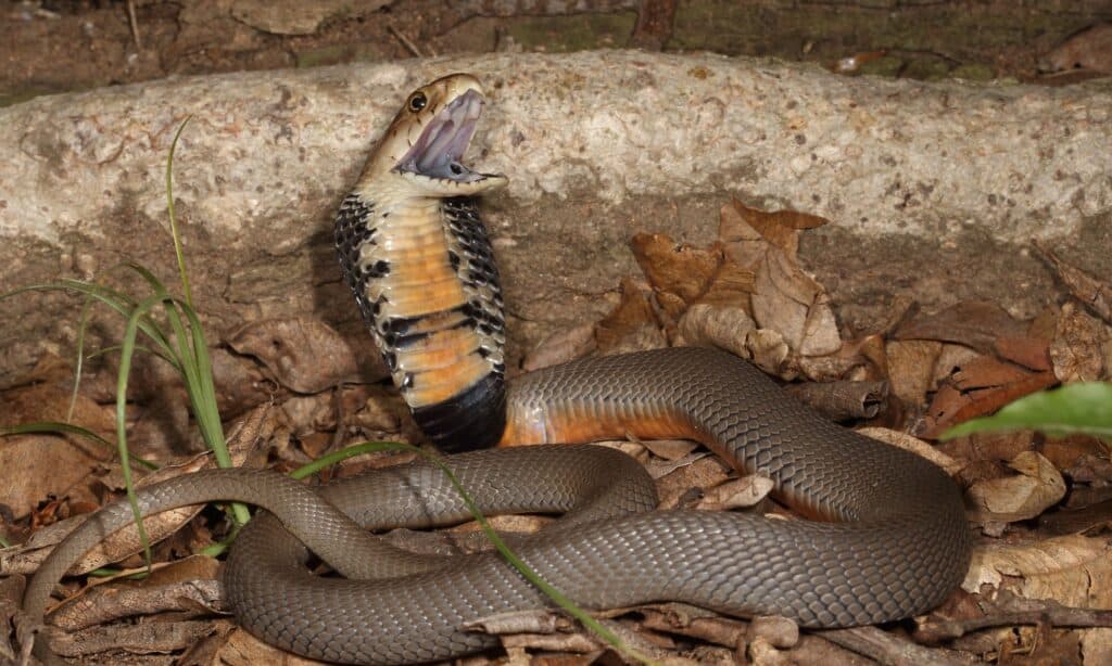 Mozambique Spitting Cobra Animal Facts