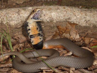 A Mozambique Spitting Cobra