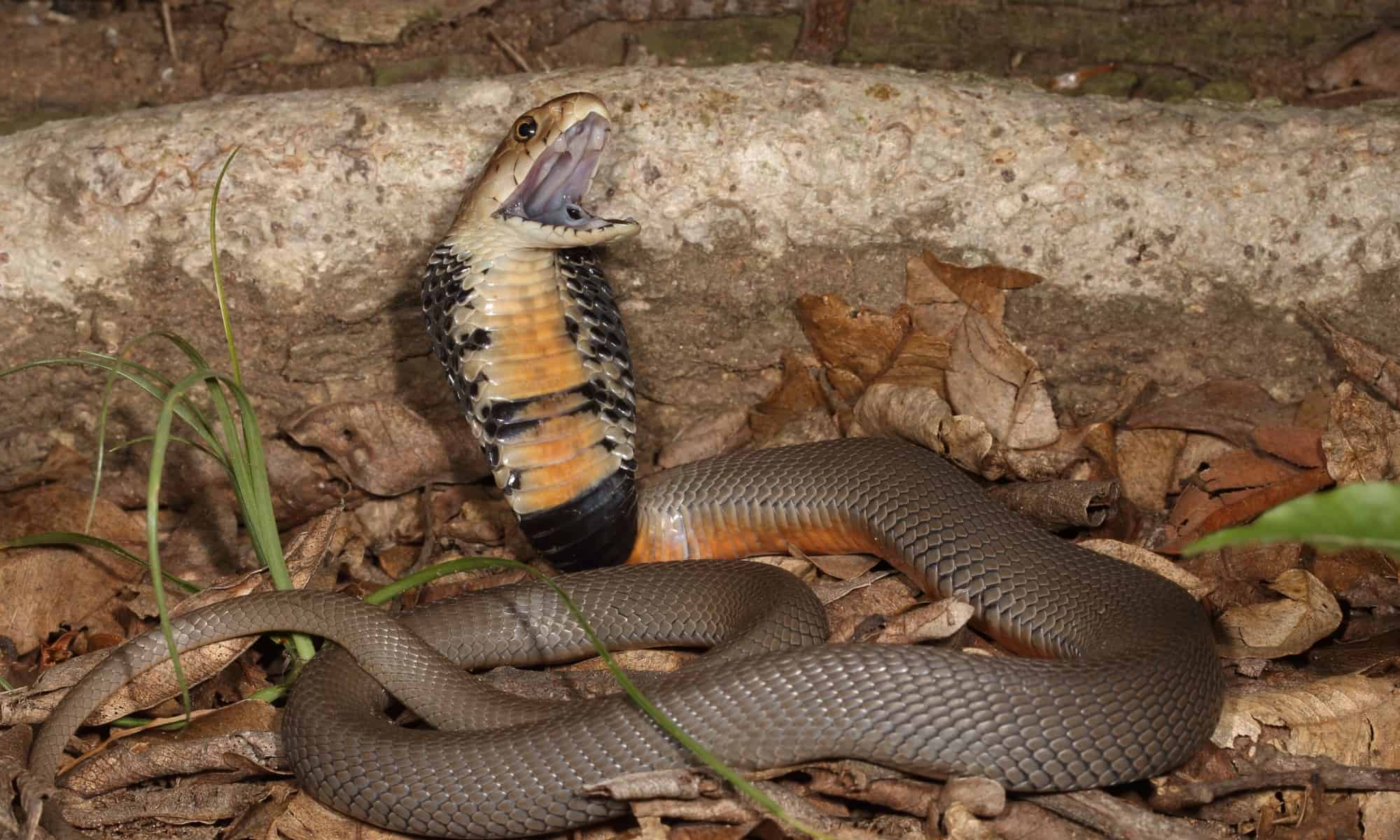 red spitting cobra habitat