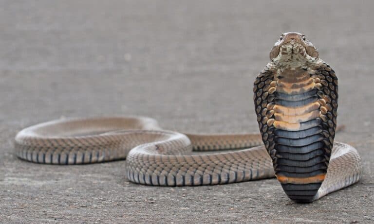 Mozambique Spitting Cobra has specially designed ribs at their necks that help them spread the skin into a hood.