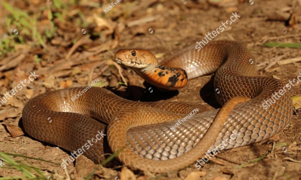 Mozambique Spitting Cobra is 2.9 to 3.5 feet long and it weighs 10 to 15lbs.