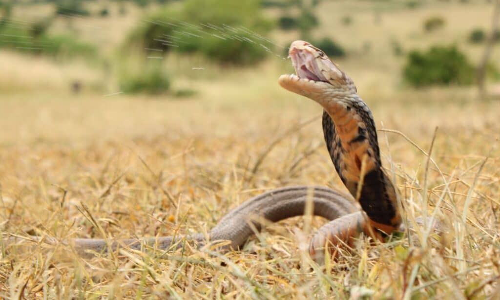 Spitting Cobra Animal Facts - A-Z Animals