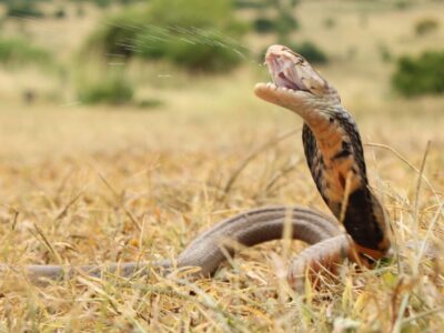 A Watch This Fearless Cobra Refuse to Back Down From a Komodo Dragon 100x Its Size