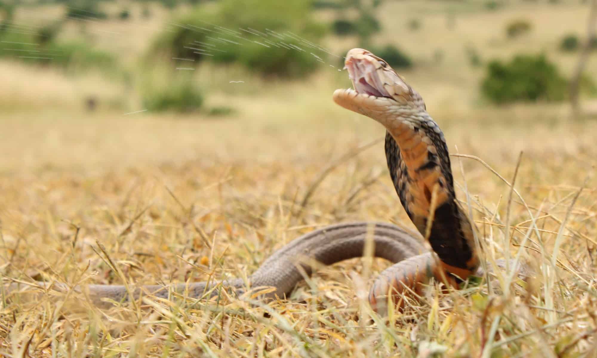Mozambique spitting cobra is so named because it projects venom from its fangs into its attacker's eyes, which can cause vision problems or blindness.
