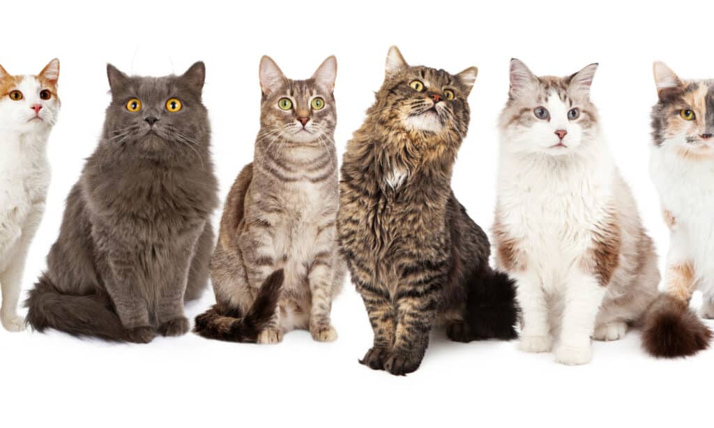 Six cats sit on a white background