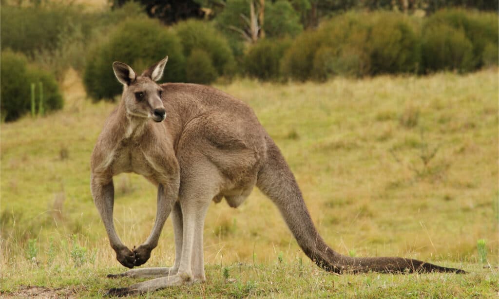 Muscular male kangaroo