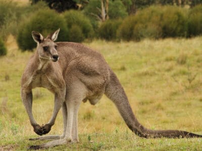 A See the Absolute Melee Caught on Tape Between Two Feuding Kangaroos