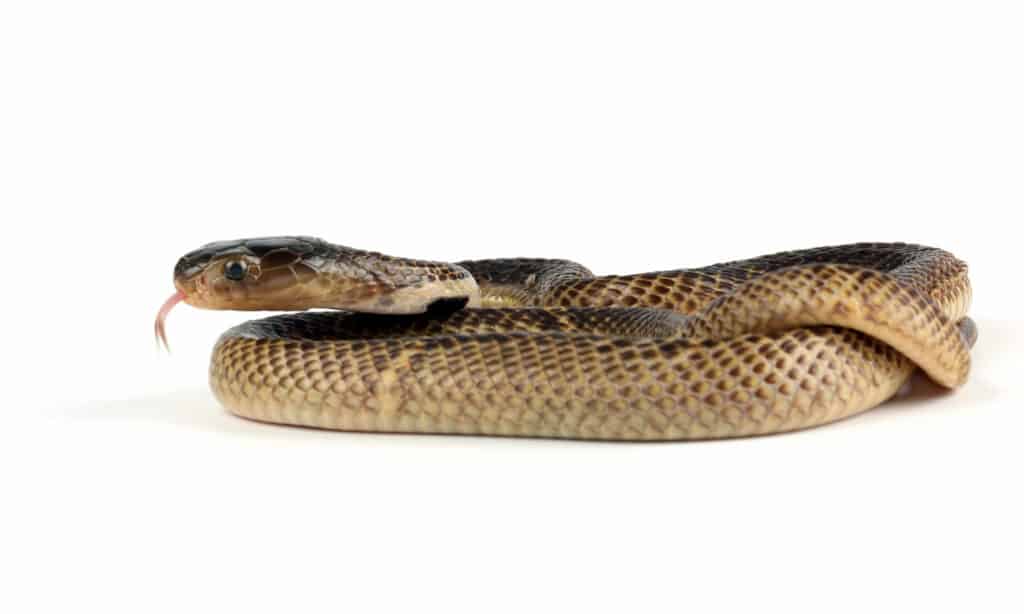 An equatorial spitting cobra hatchling on white background