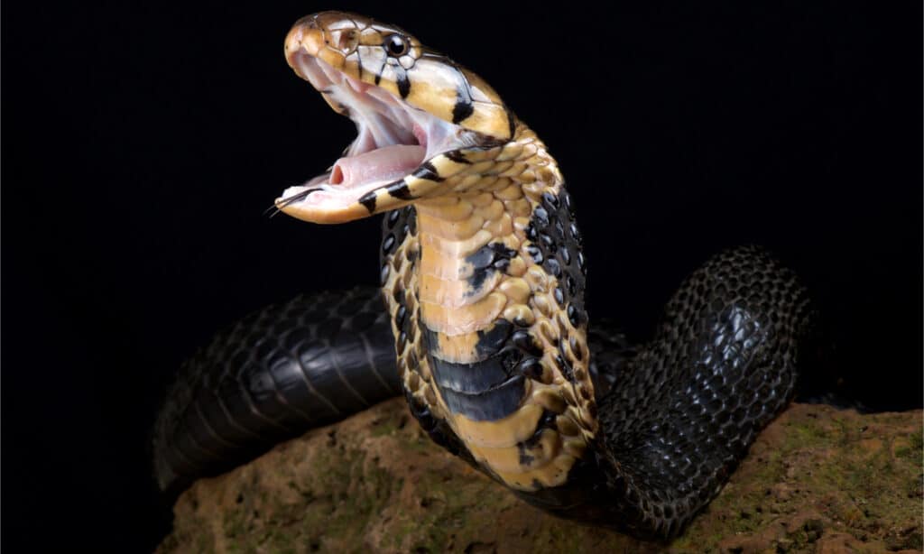 Một con rắn hổ mang rừng ngẩng cao đầu, sẵn sàng tấn công