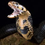 Forest cobra